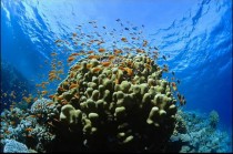 FOTO: Korálové útvary jsou domovem mnoha živočišných druhů