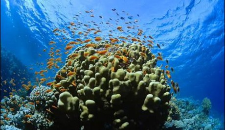 FOTO: Kor&aacute;lov&eacute; &uacute;tvary jsou domovem mnoha živoči&scaron;n&yacute;ch druhů