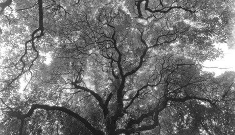 OBR: Josef Sudek - Koruny stromů