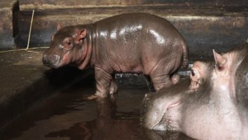 FOTO: Mládě hrocha obojživelného