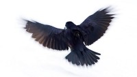 OBR.: raven