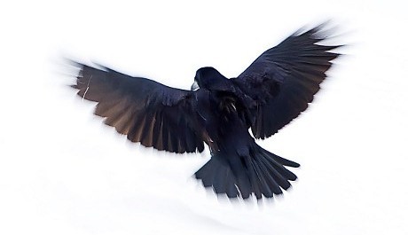 OBR.: raven