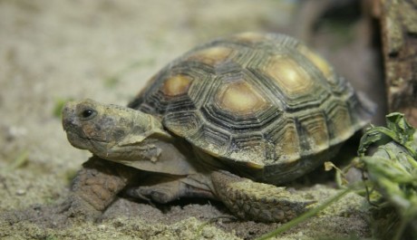 FOTO: želva
