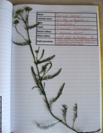 FOTO: Část herbáře - řebříček