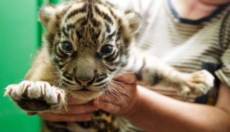 FOTO: Mláďata tygra sumaterského