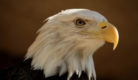 FOTO: Orel bělohlav&yacute; z libereck&eacute; zoo