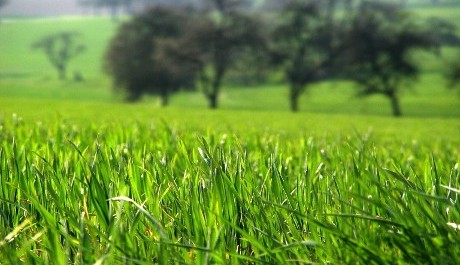 FOTO: Chtěl bych tě potkat v lukách. V lukách je vlání na všechny strany, pokorné odevzdání...
