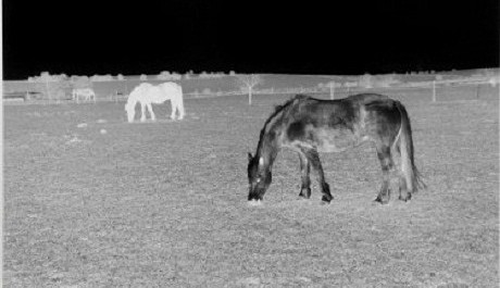 FOTO: Černý kůň, černá noc (Bílý kůň, bílý den), 2011