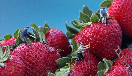 FOTO: Pracovníci na jahodách, Christopher Boffoli