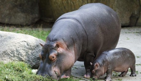 Foto: Hroch v Zoo Praha