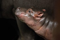 FOTO: Hroší mládě v Zoo Praha