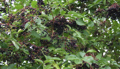 FOTO: Černý bez - bobule