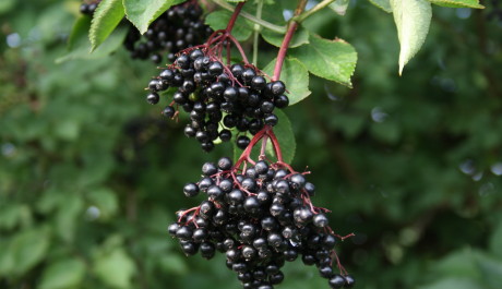 FOTO: Černý bez - bobule