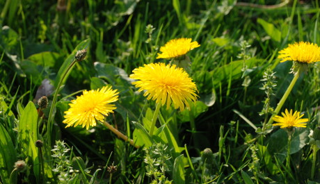 dandelion
