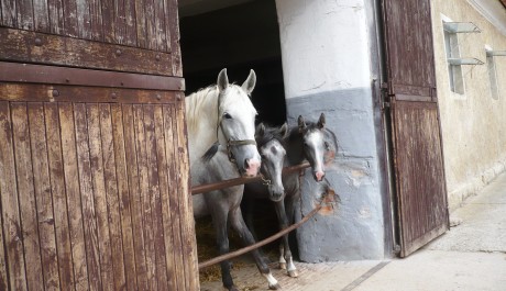 FOTO: Bělouši z Kladrub, Foto: Eva Chytková, Topzine.cz