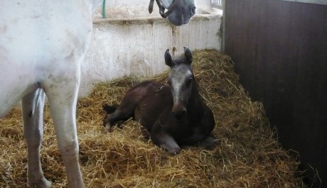 FOTO: Hříbě v Kladrubech