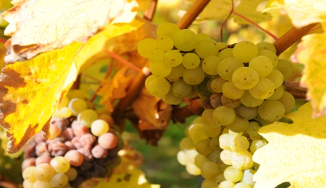 FOTO: B&iacute;l&yacute; hrozen