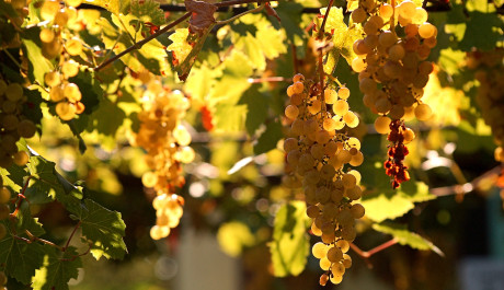 FOTO: B&iacute;l&eacute; hrozny