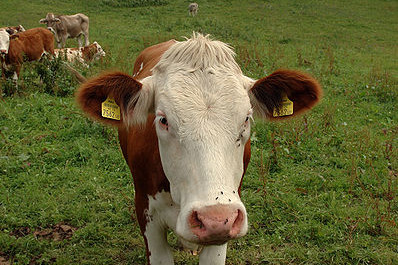 FOTO: I KRÁVA má svou knihu