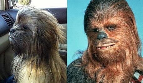 Pes co vypadá jako Chewbacca
