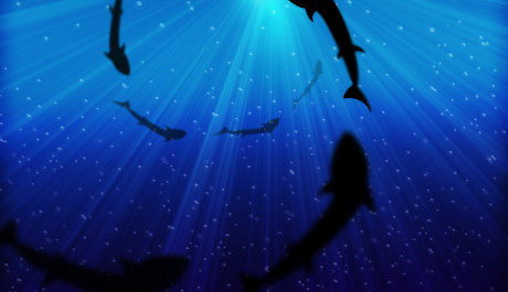 FOTO: Krouž&iacute;c&iacute; hejno žraloků