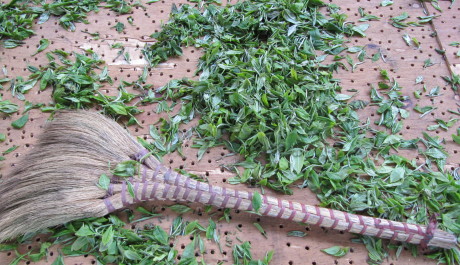 FOTO: Čajové lístky na zemi