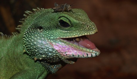 FOTO: Leguán kubánský