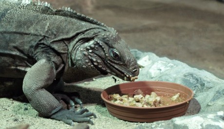 FOTO: Leguán kubánský, Zoo Děčín