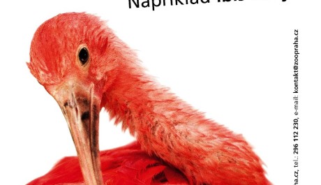 FOTO: Ibis rudý