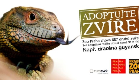 FOTO: Dracéna guyanská