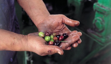 FOTO: Španěský olivový olej