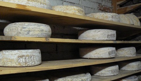 FOTO: Konopn&yacute; s&yacute;r