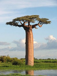 FOTO: Baobab