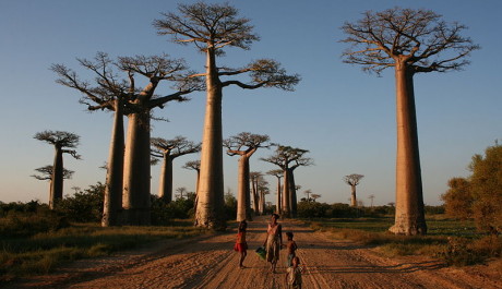 Foto: Avenue du baobabs