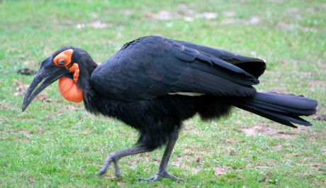 FOTO: Dospělý zoborožec