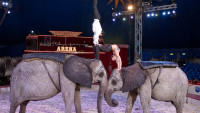 FOTO: Festival Cirkus Cirkus. René Casselly Drezura slonů a koní