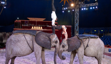 FOTO: Festival Cirkus Cirkus. René Casselly Drezura slonů a koní