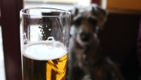 FOTO: Pes pije pivo