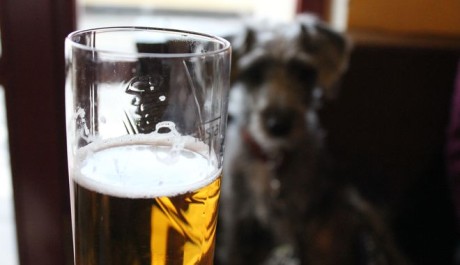 Pes pije pivo FOTO: Pes pije pivo