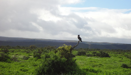 FOTO: safari