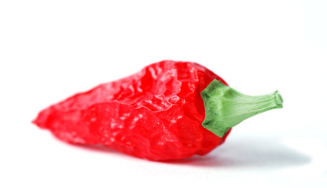 FOTO: Chilli paprička
