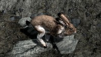 Skyrim bunny hostile