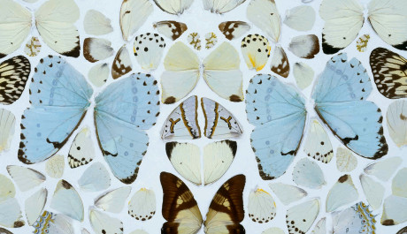 FOTO:Hirst se rád vrací k jednotlivým tématům. Motýli jsou jedním z nich