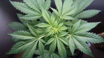 marihuana sexuální stimulant