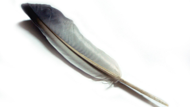 FOTO: Pero na psan&iacute;