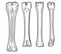 OBR: Co možná nevíte o životě našich předků