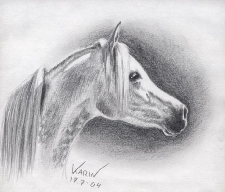 Jak nakreslit koně, arabský kůň
