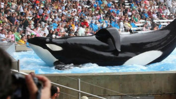 FOTO: The Blackfish - Magnolia Pictures