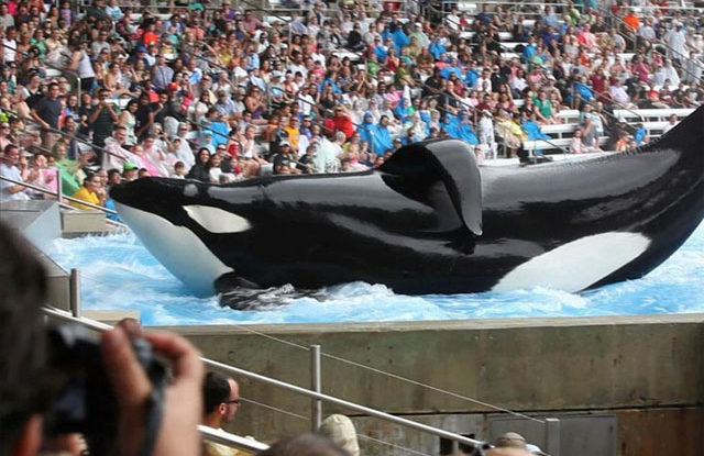 FOTO: The Blackfish - Magnolia Pictures