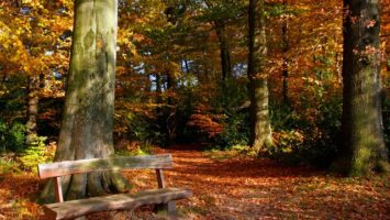 podzim_les_listi_priroda_listopad_rijen